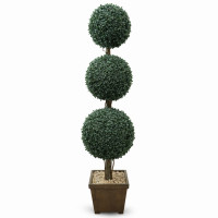 Top Şimşir Ağacı